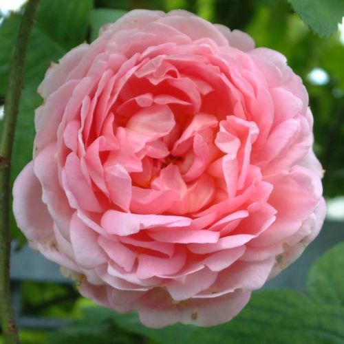 -23°C - Rosa - Antique Rose - 
